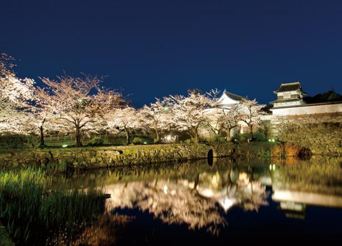 Festival Sakura terbesar di Fukuoka yang memuaskan baik dinikmati pada siang maupun malam hari