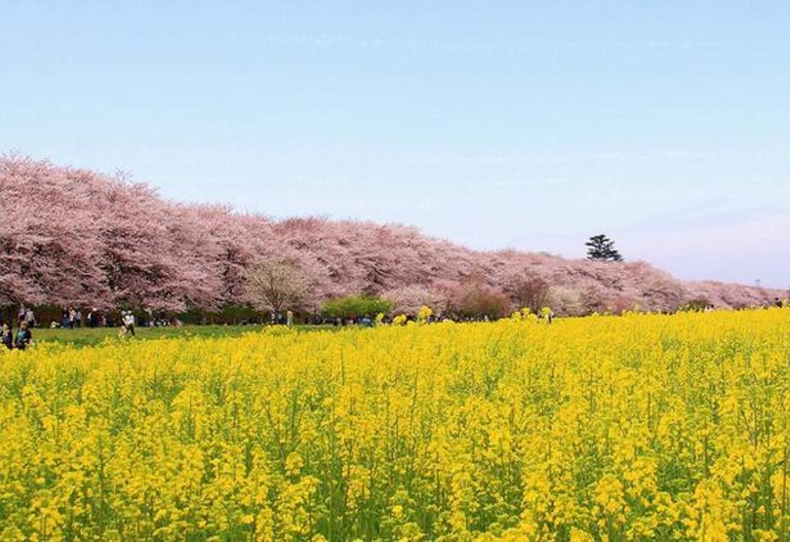 “Satte Gongendo Sakura-tsutsumi” yang sedang menjadi perhatian media karena keindahan panorama sakura dan nanohana yang luas. 
