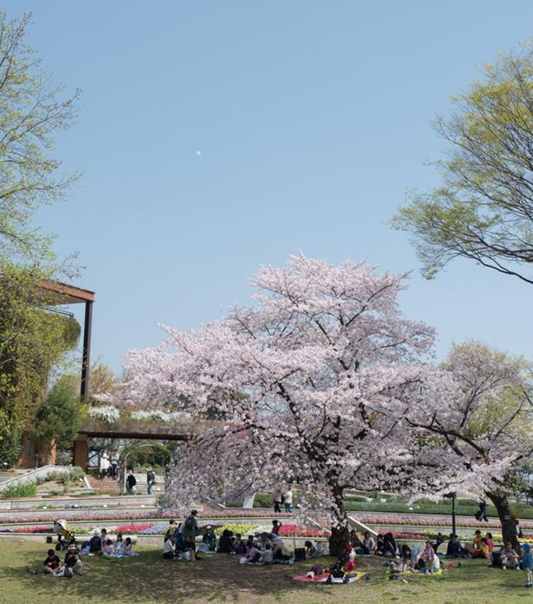 Pohon Sakura besar di atas bukit merupakan spot tujuan utama. Di sini pengunjung bisa melakukan aktifitas jalan-jalan musim semi sambil melihat binatang