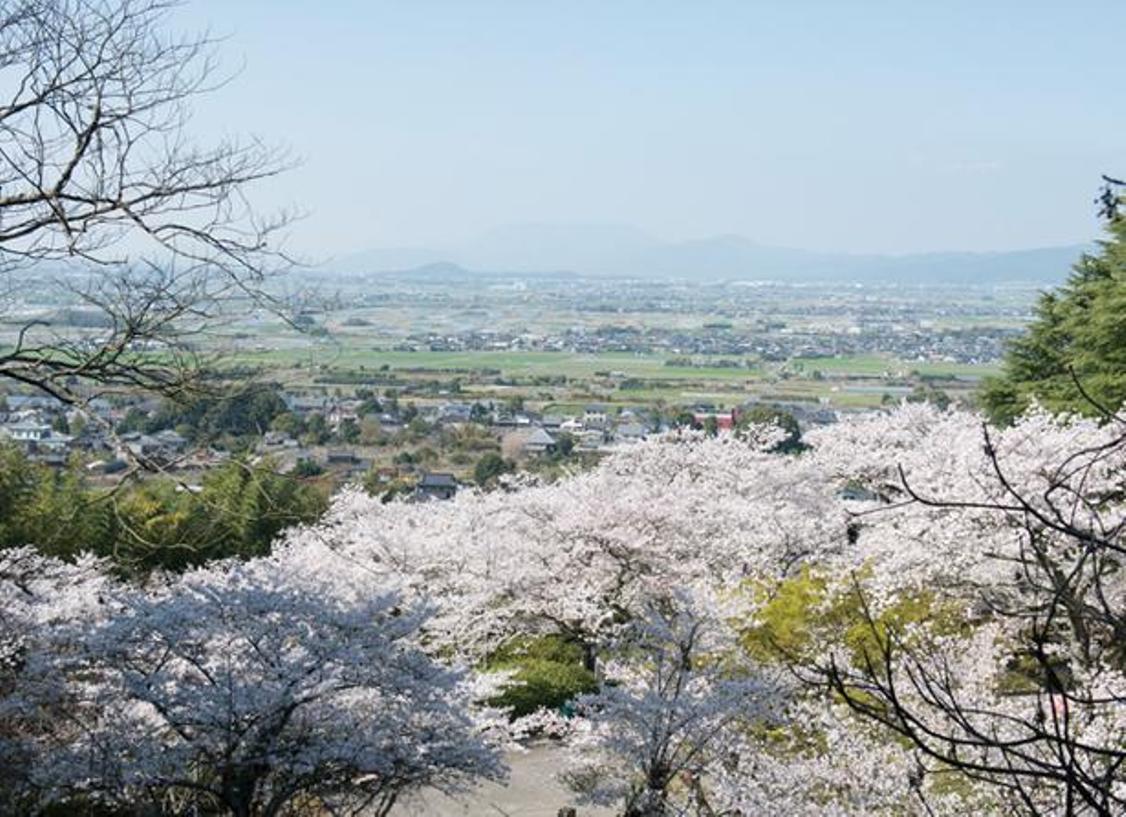 Taman yang berada di dalam gunung di daerah Asano. Deretan lereng yang landai diwarnai dengan sakura.