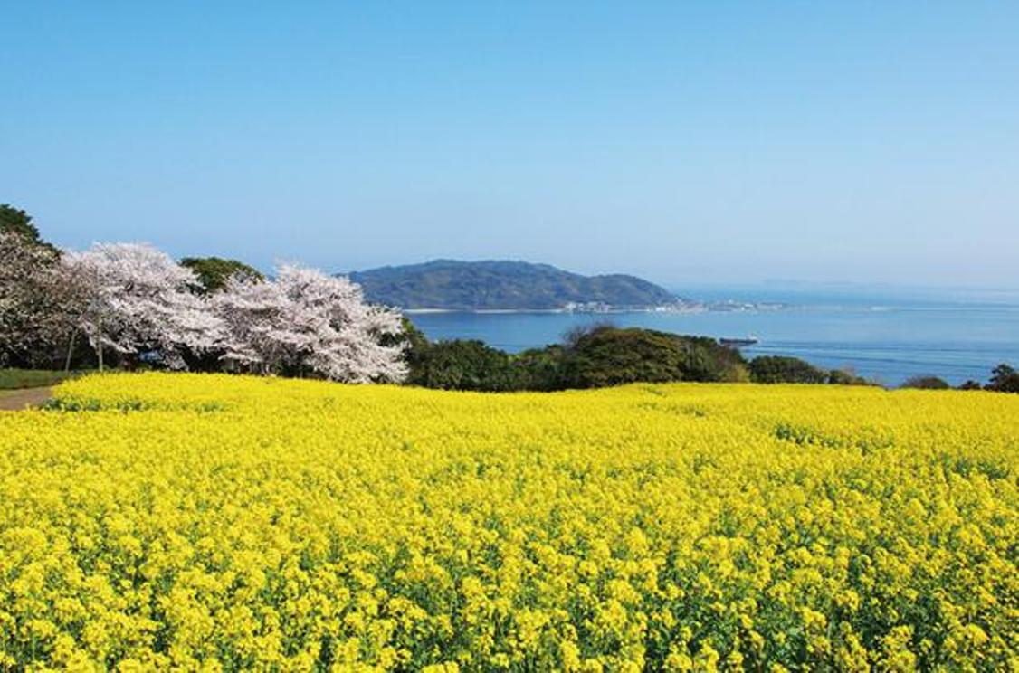 Warna kuning dan merah muda sakura berpadu dengan laut genkai-nada berwarna biru tua.