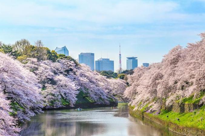 Sakura di Taman Chidorigafuchi, Tokyo