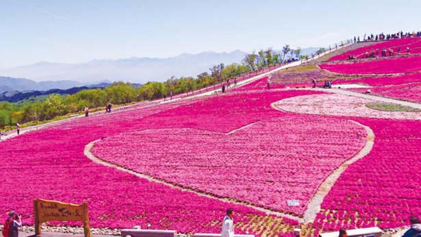 Shibazakura berbentuk hati merupakan panorama yang harus dilihat!