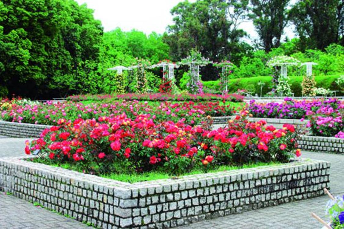 Taman mawar di area taman botani dipenuhi mawar penuh warna. 