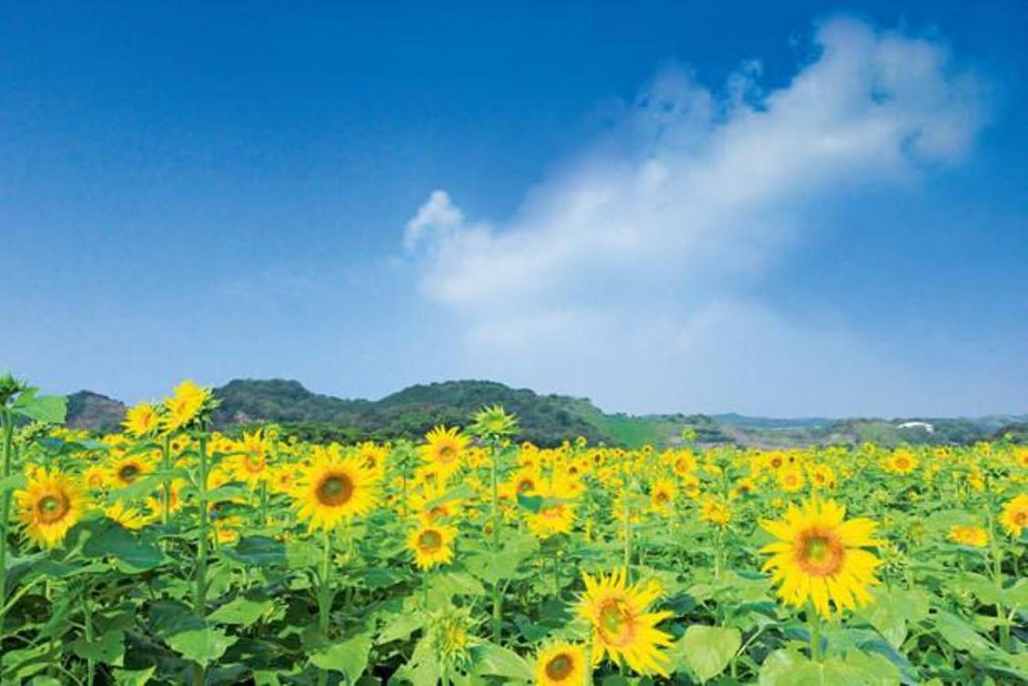 Langit biru dan warna kuning cerah menciptakan kontras warna yang cantik. Foto kenangan dikelilingi bunga matahari sayang untuk dilewatkan 
