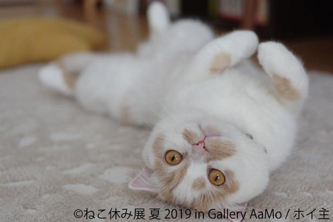 Neko Break Exhibition Summer 2019