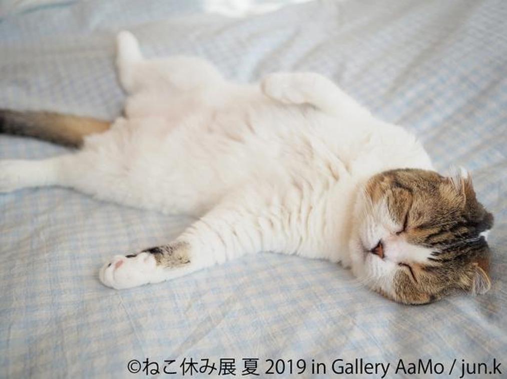 Neko Break Exhibition Summer 2019