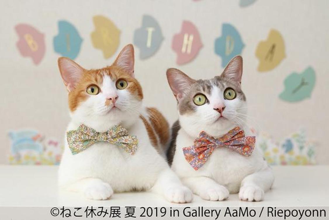 Neko Break Exhibition Summer 2019 