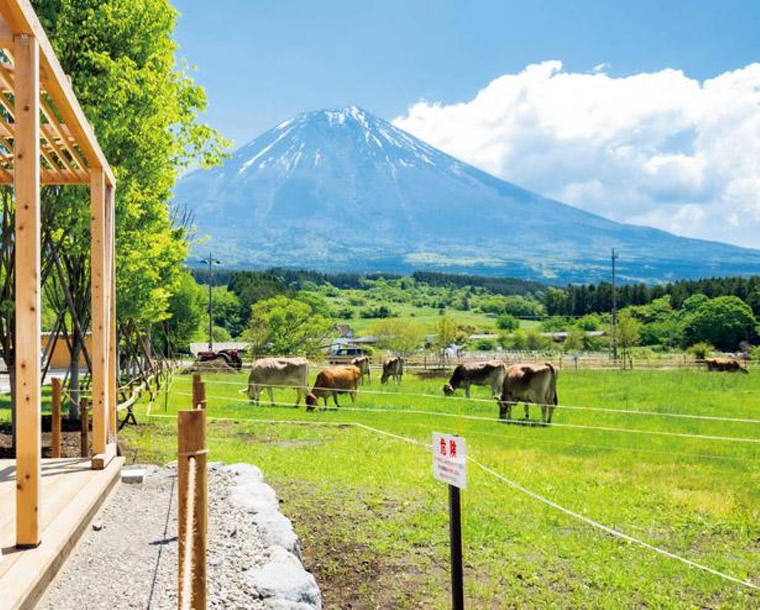 Nikmati hidangan di peternakan sambil melihat Gunung Fuji dan sapi yang berkeliaran di sekitar padang rumput