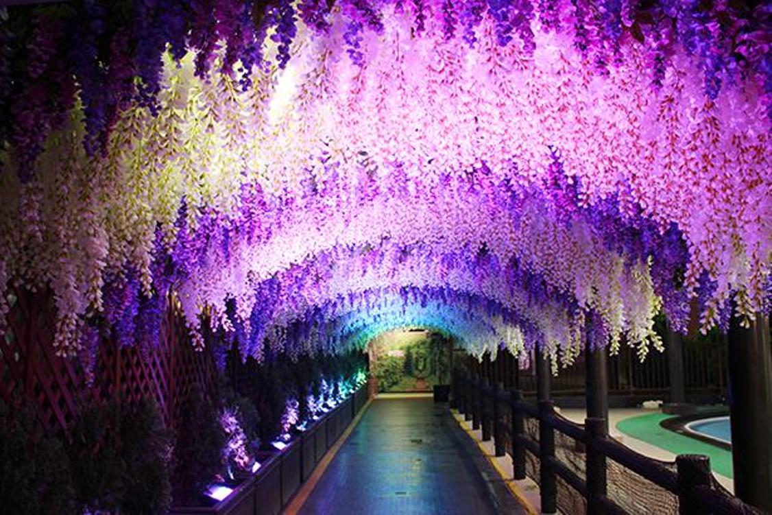 Wisteria Tunnel diberi iluminasi dengan efek gradasi