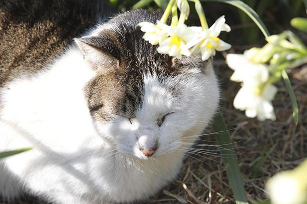 Banyak kucing berkumpul di sekitar area parkir Taman Jogashima