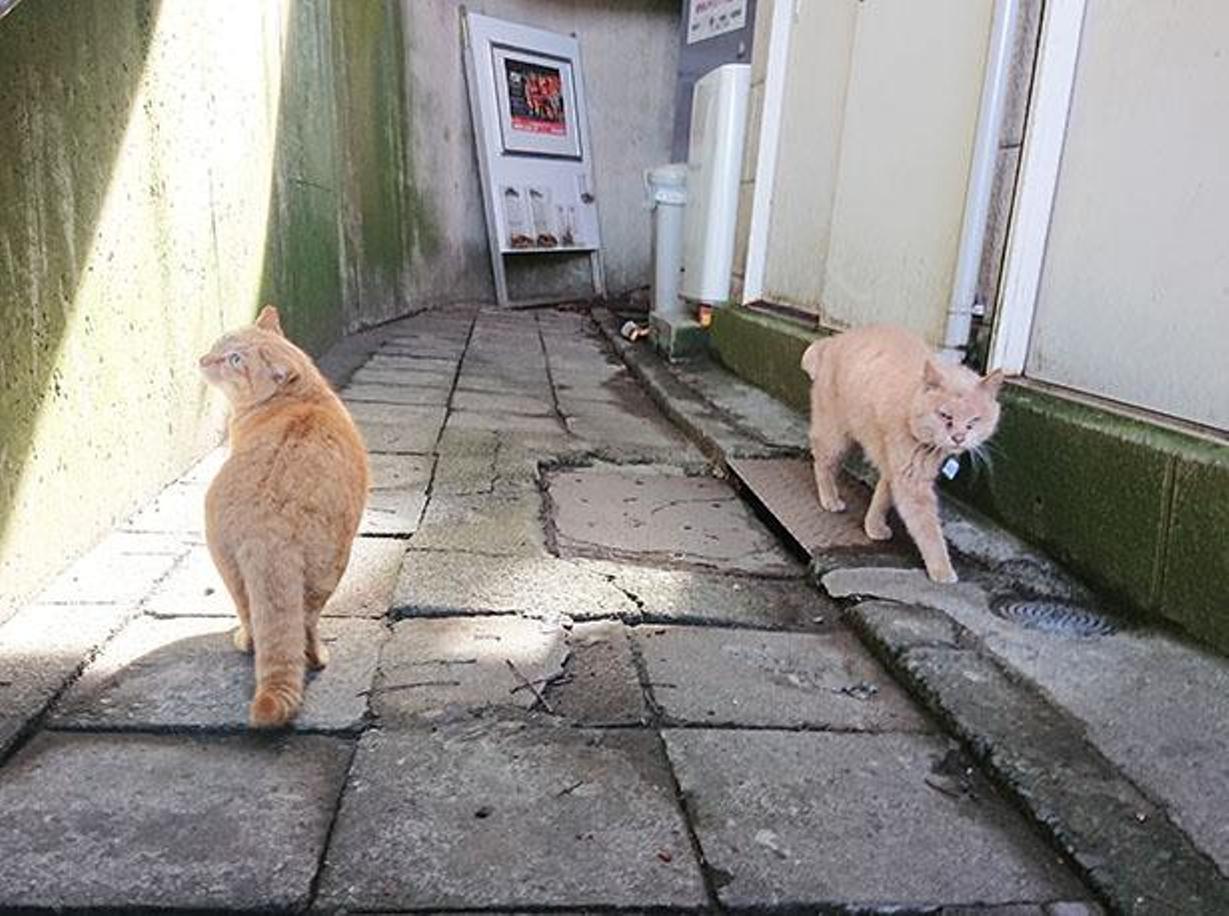 Kucing-kucing di dekat Enoshima Escalator. 