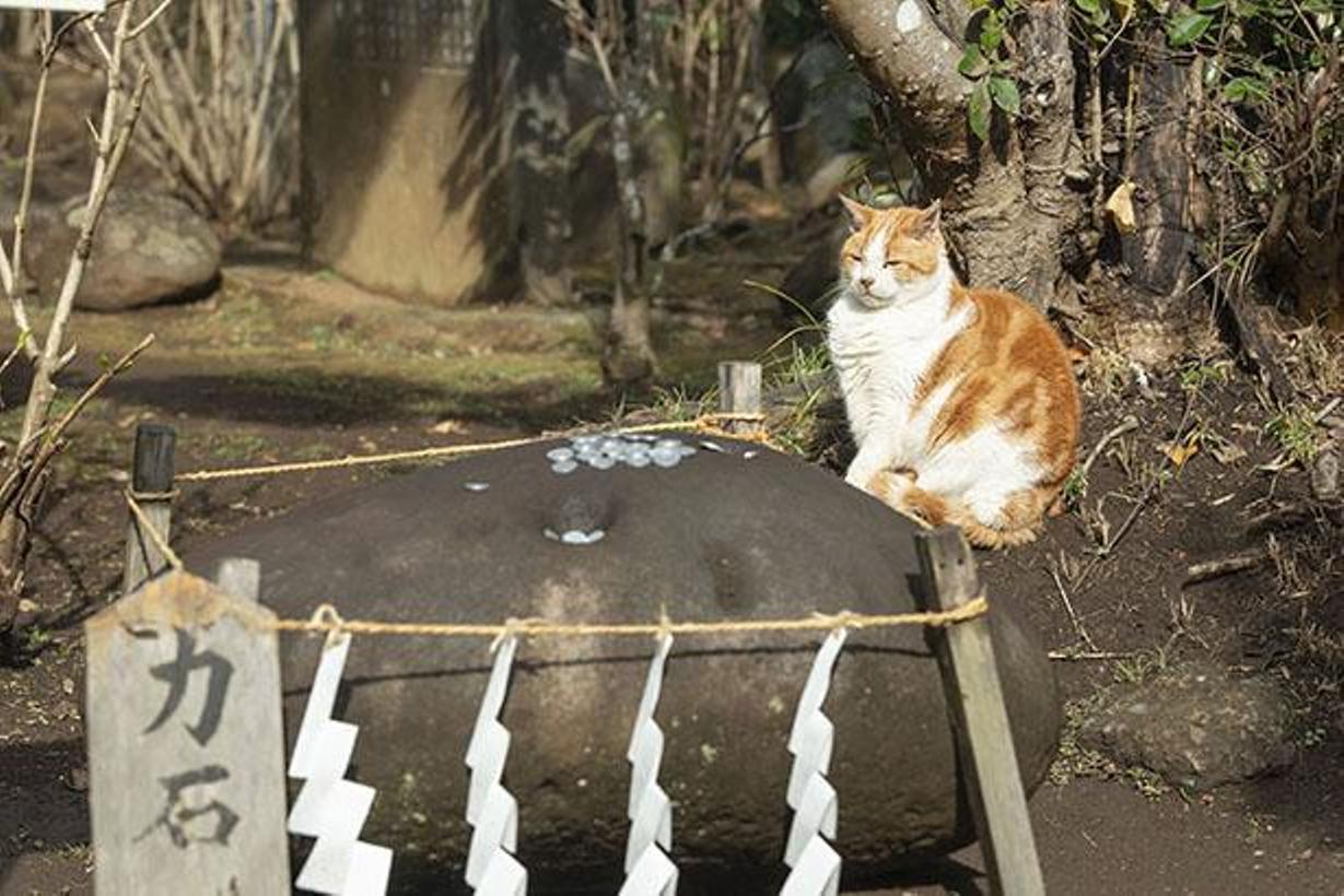 Kucing duduk di belakang batu power stone, mendapatkan kekuatan dewa