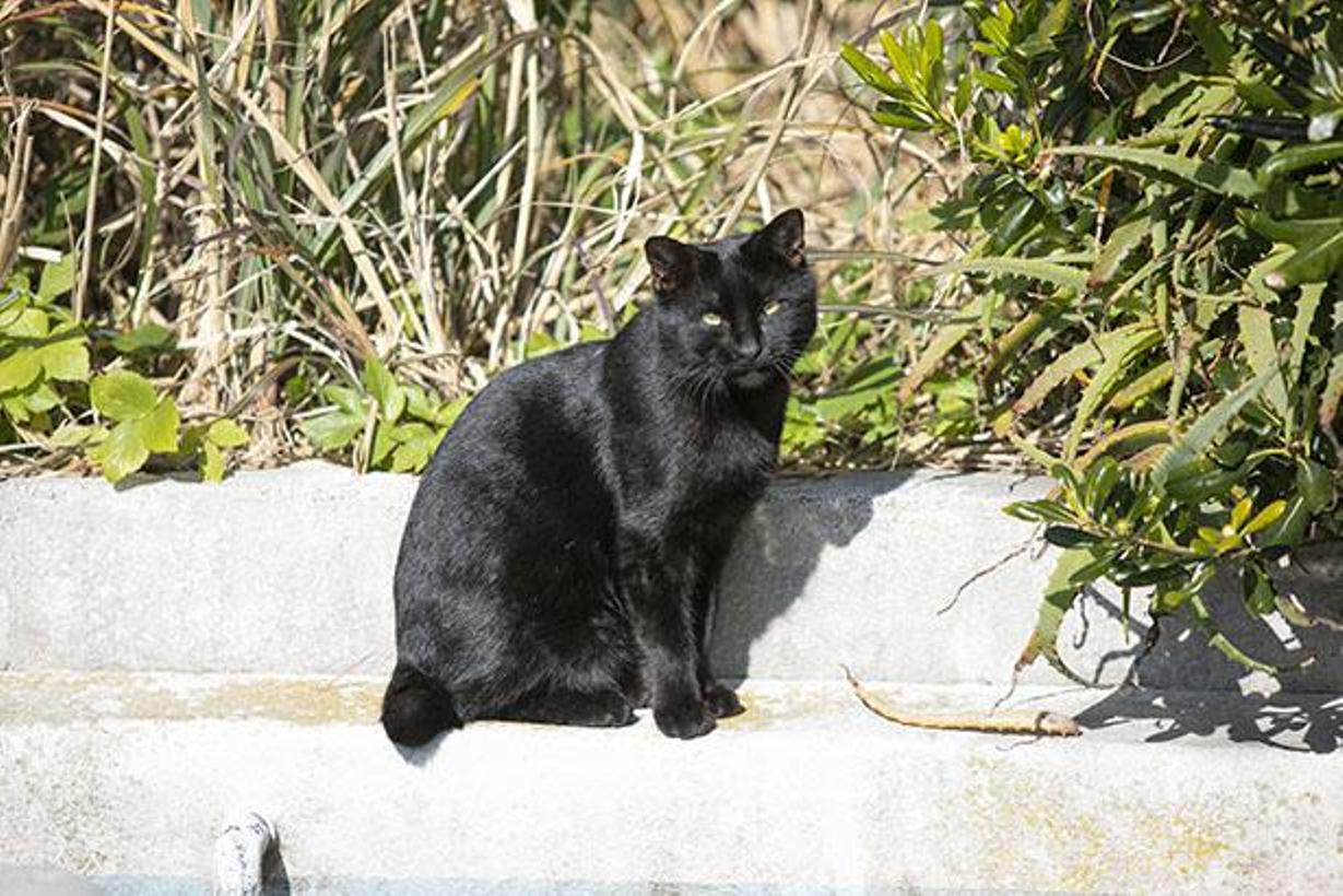 Kucing hitam di Mercusuar Jogashima tengah berjemur sinar matahari untuk menghangatkan diri dari dinginnya udara. 