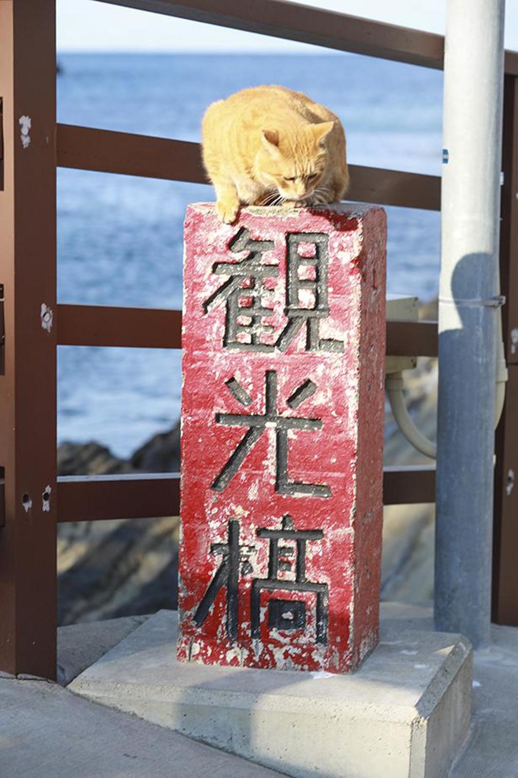 Don-chan duduk di atas markah jembatan berwarna merah. 