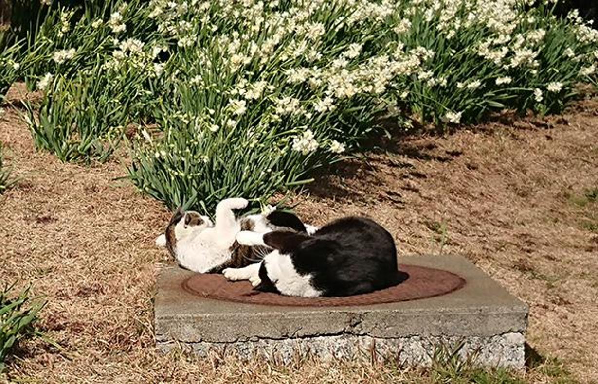 Dua kucing tengah berjemur sinar matahari bersama-sama