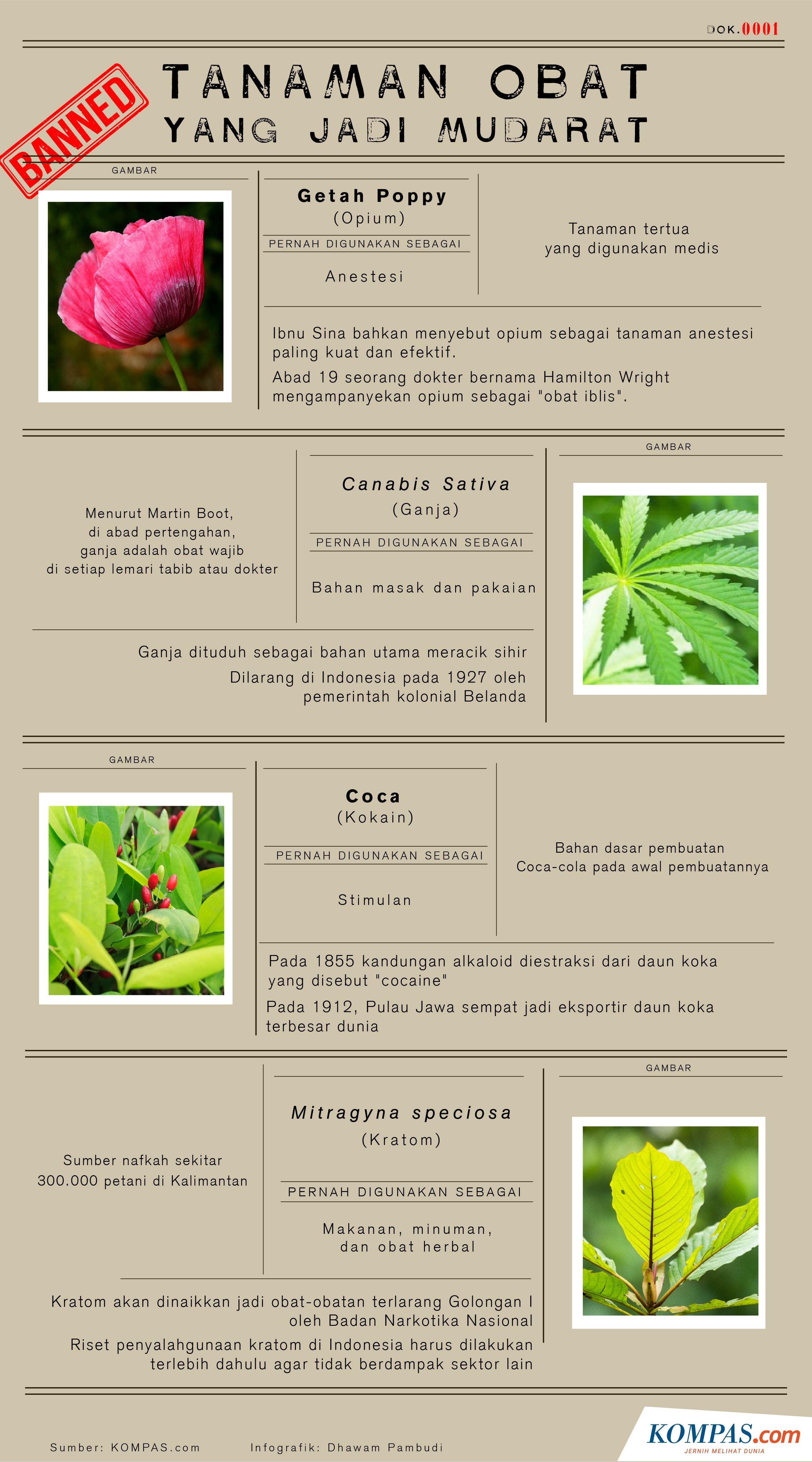 INFOGRAFIK Tanaman Obat yang Jadi Mudarat