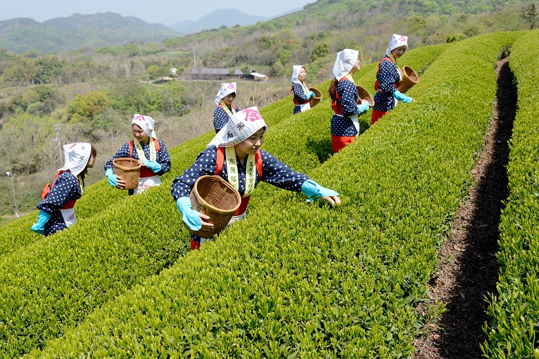 Pemetik teh di Jepang.