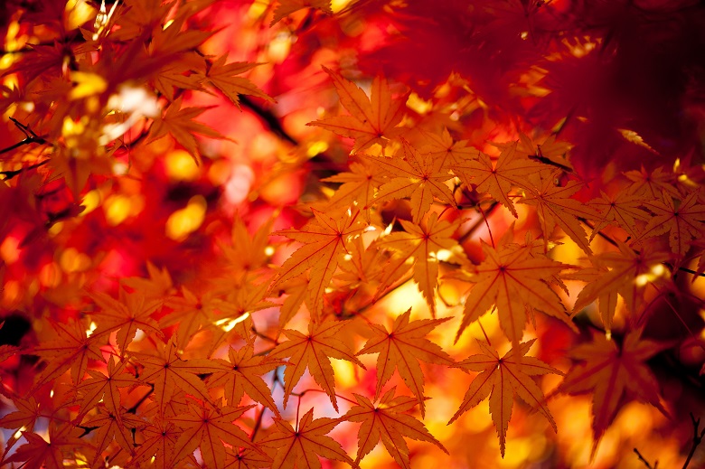 Ilustrasi dedaunan musim gugur.