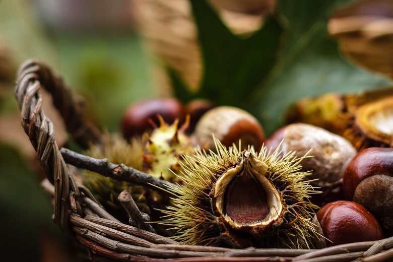 Kuri atau chestnut juga merupakan makanan yang bisa kamu nikmati saat musim gugur. 