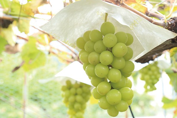 Jenis Shine Muscat terkenal sebagai “The King of Grapes” di Jepang.