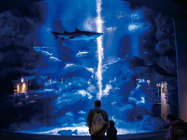 Memiliki model seperti lautan Kepulauan Ogasawara, Waters Blessing Tokyo Tank berisi 55 spesies hiu macan pasir dan 550 ikan.

