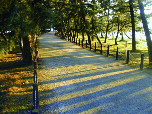 Berjalan melintasi 5.000 pohon pinus di Taman Amanohashidate