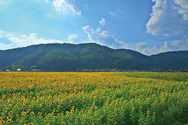 Ladang bunga matahari terbesar di Jepang Barat merayakan hari jadinya yang ke-30 tahun ini.