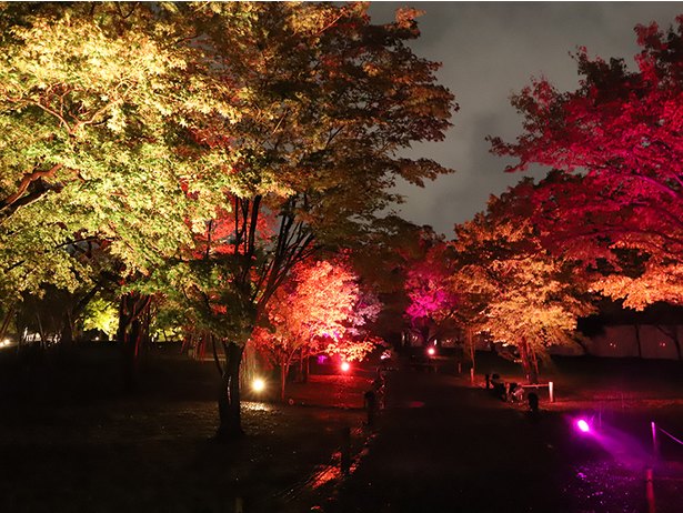 The 25th Anniversary of World Heritage Registration FLOWERS BY NAKED 2019 – Nijo Castle, Kyoto –