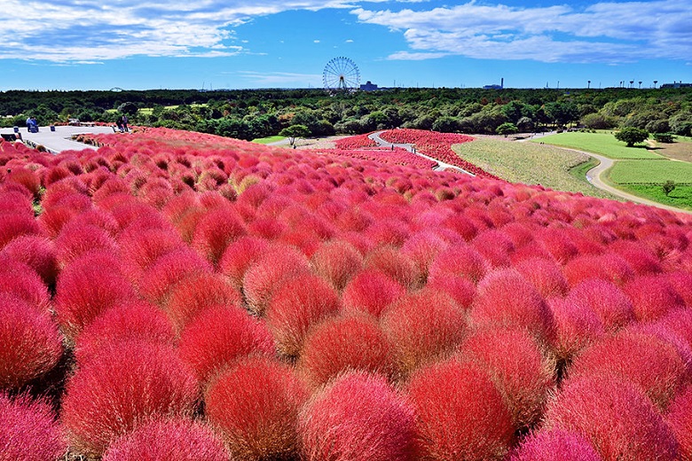 Hitachi Seaside, salah satu taman terbesar di Ibaraki yang terkenal dengan bunga Kochia-nya. 