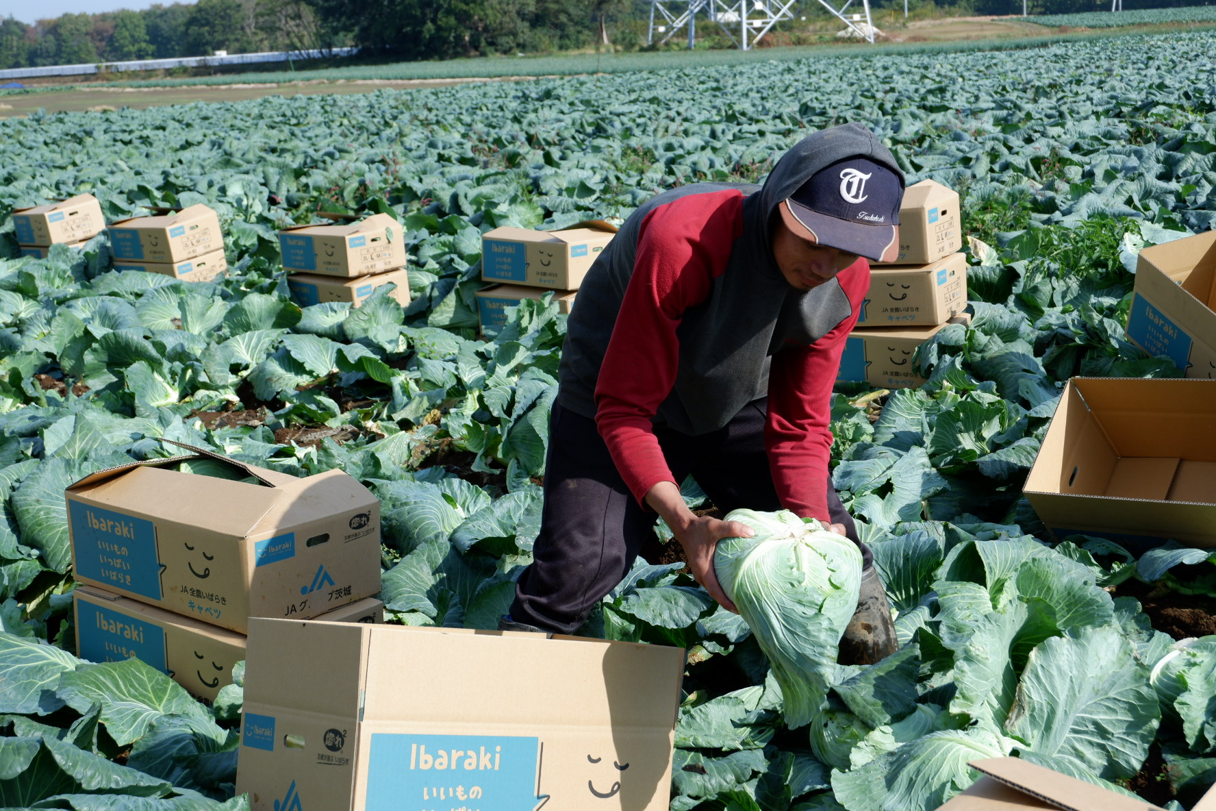 Petani sayuran di Jepang.