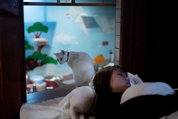 Kucing-kucing dapat menghampiri ke arah tempat tidur dari balik kaca