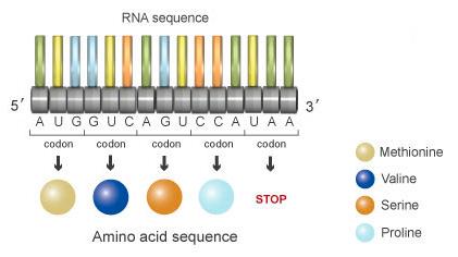 DNA ditranslasikan menjadi RNA, kemudian per tiga nucleotida akan disandikan menjadi satu kodon. Gabungan kombinasi kodon inilah yang akan menjadi penyusun protein. (Nature (2010). A Brief History of Genetiks: Defining Experiments in Genetiks. Cambridge, MA: NPG Education)
