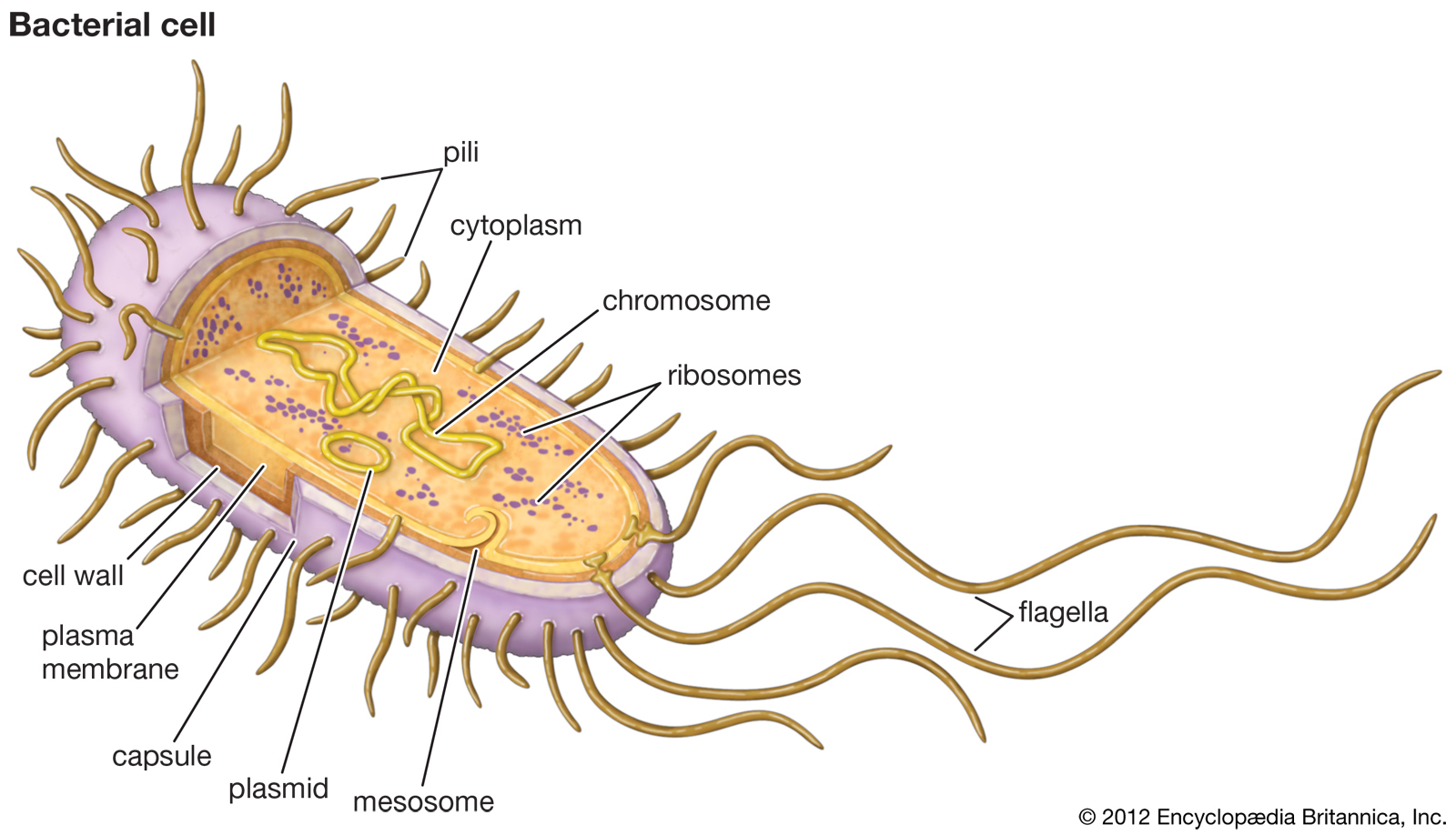 Царство бактерии строение клетки