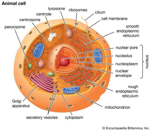 Struktur sel prokariotik dan eukariotik