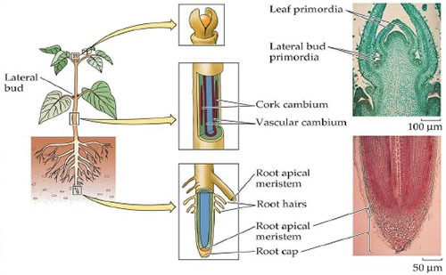 Jaringan meristem tumbuhan