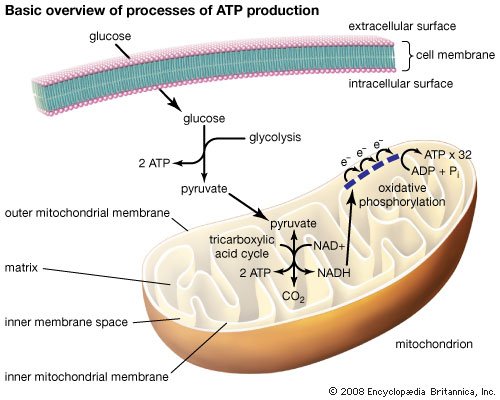 Mengenal Adenosin Tripospat Atp Dan Proses Yang Membentuknya Halaman All Kompas Com