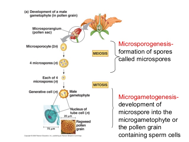 Gametogenesis Pada Tumbuhan Biji Terbuka Angiospermae Halaman All