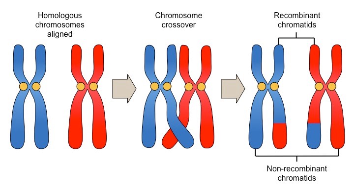 Pola Pewarisan Sifat: Kromosom Pindah Silang