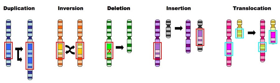 Apa Itu Mutasi Dna