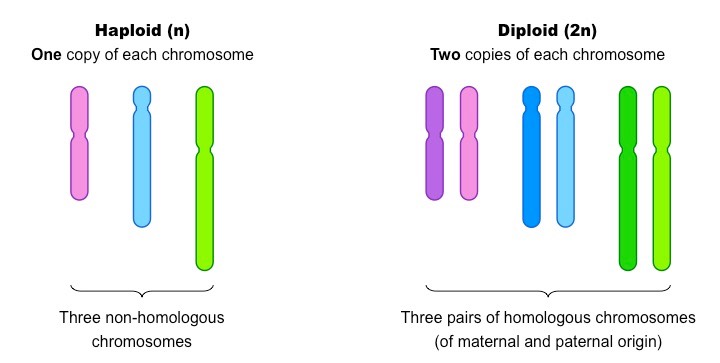 Perbedaan Antara Kromosom Diploid (2n) Dengan Haploid (n)