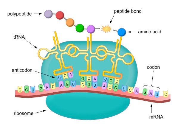 Soal Sintesis Protein Mengetahui Apa Saja Tahapan Sintesis Protein Halaman All Kompas Com