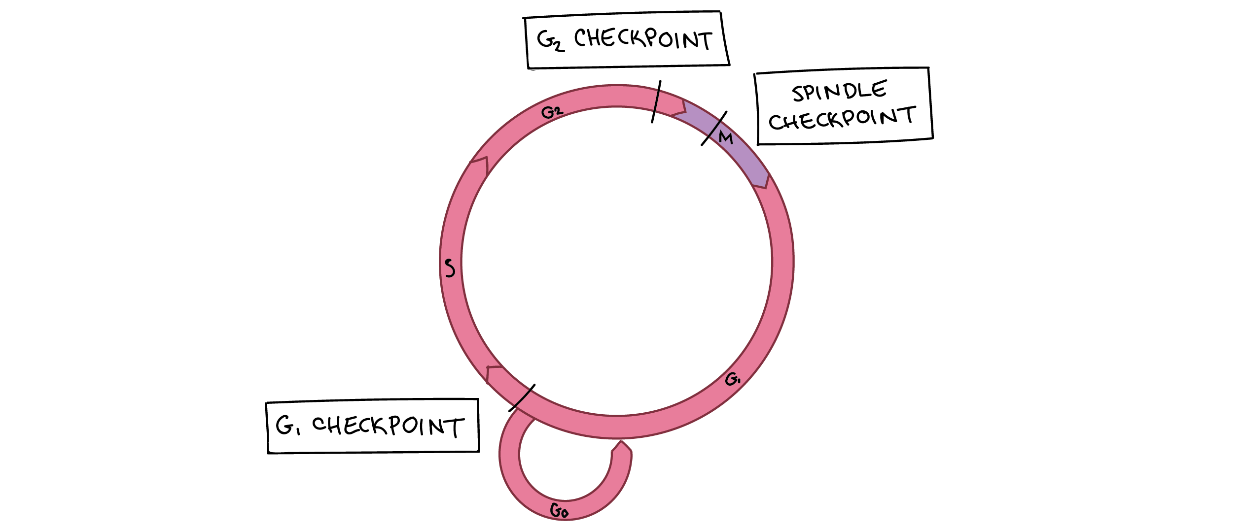 Mengapa Mitosis dapat Menjaga Kestabilan Genetik Suatu Organisme? Biology Diagrams