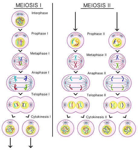 Perbedaan Meiosis 1 dan 2