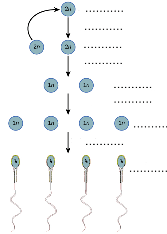 Pada meiosis pertama sel spermatosit primer akan membelah menjadi