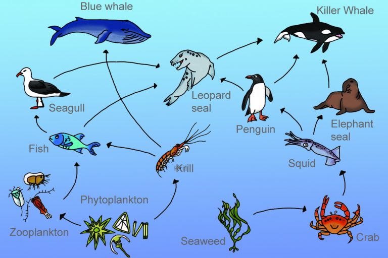 Rantai makanan dalam ekosistem laut adalah