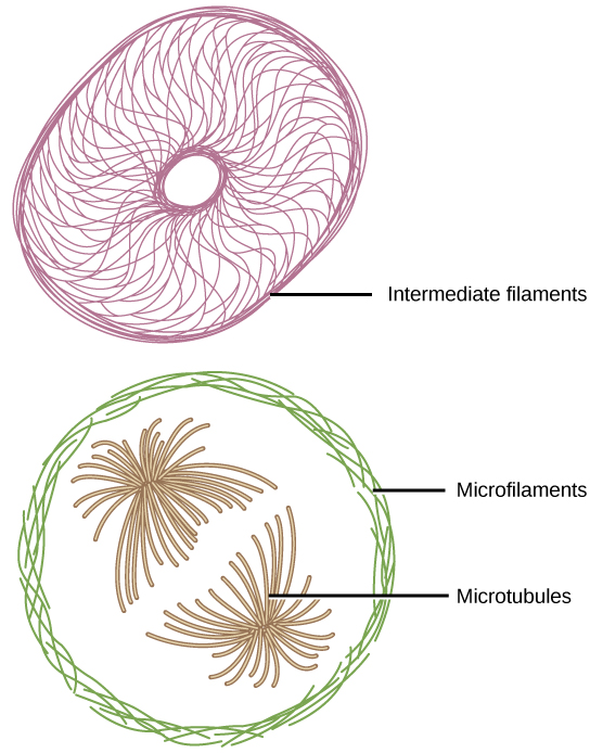 Microfilamento: definición, estructura, función y propiedades