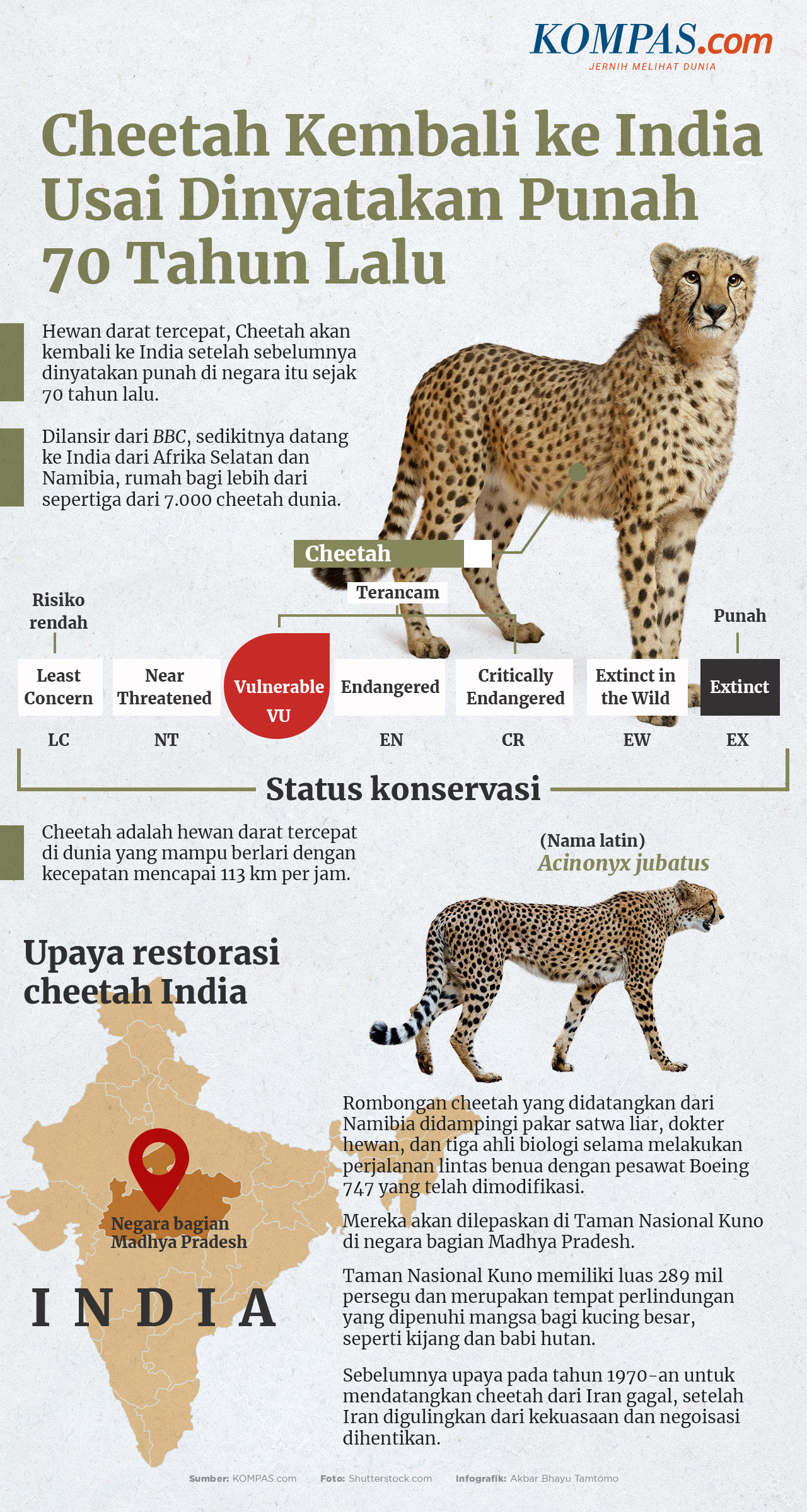INFOGRAFIK: Cheetah Kembali ke India Usai Dinyatakan Punah 70 Tahun Lalu
