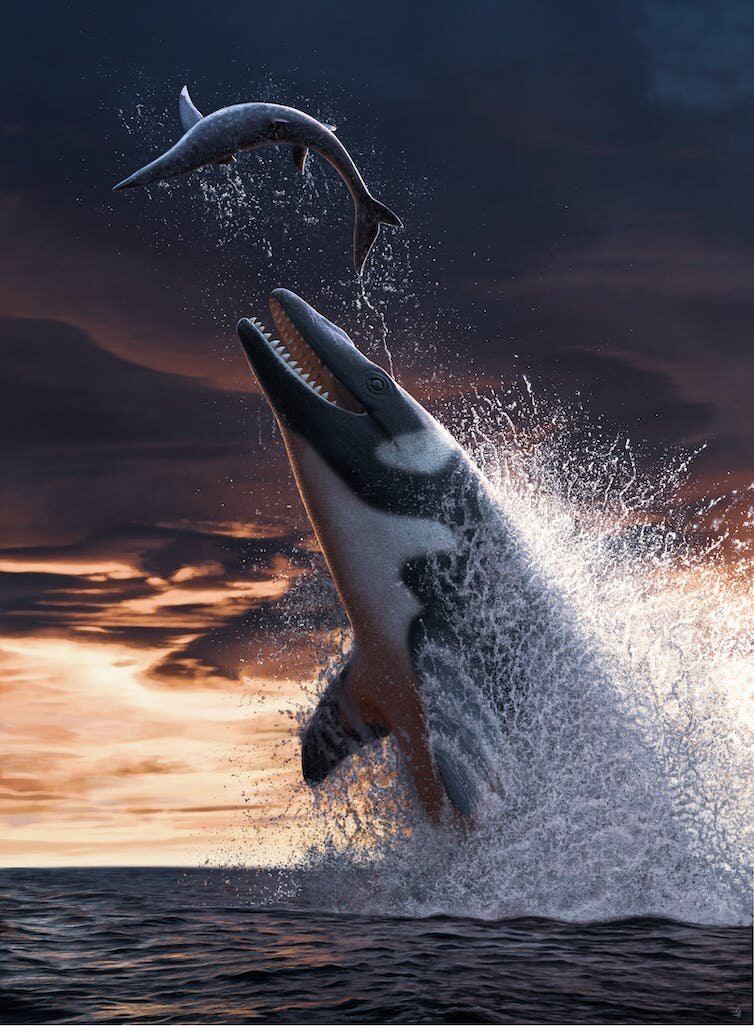 Thalassotitan Raja Mosasaurus Ditemukan, Memangsa Mosasaurus Lainnya