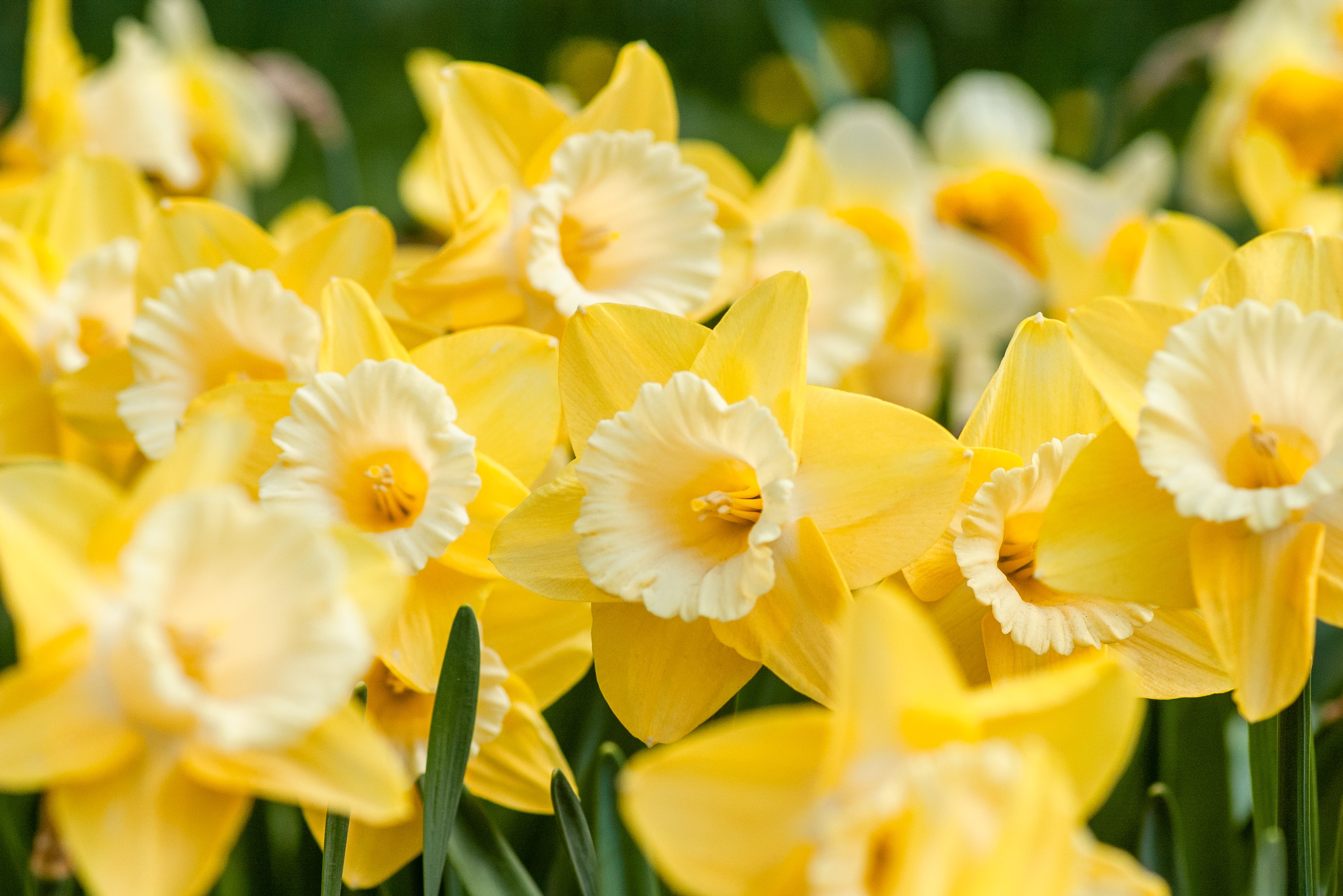 Bunga daffodil adalah bunga yang tumbuh saat musim dingin di Jepang